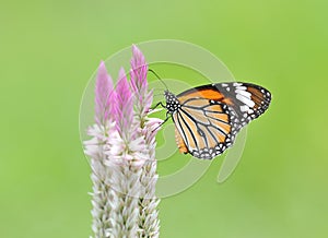 Butterfly (Common Tiger) and flower