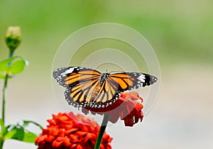 Butterfly (Common Tiger) and flower