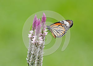 Butterfly (Common Tiger) and flower