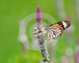 Butterfly (Common Tiger) and flower