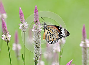 Butterfly (Common Tiger) and flower