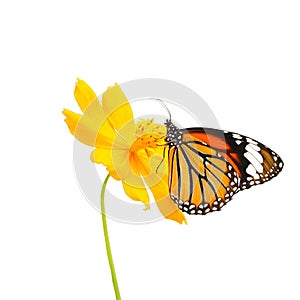 Butterfly (Common Tiger) and flower isolated on white background