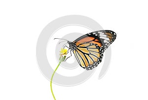 Butterfly (Common Tiger) and flower isolated on white background