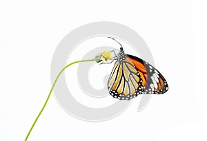 Butterfly (Common Tiger) and flower isolated on white background