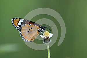 butterfly Common tiger perching on beautiful flower as background