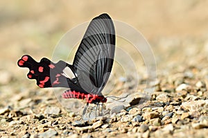 Butterfly (Common Windmill) , Thailand