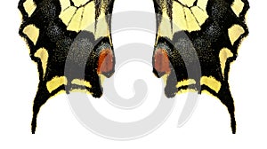 Butterfly, common yellow swallowtail, Papilio machaon, wing fragment