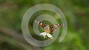 A Butterfly Competing For Food.