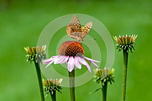 Butterfly on Cone Flower