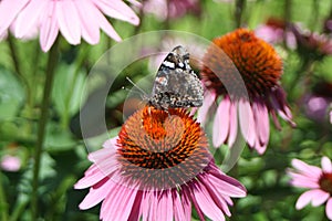 Butterfly on a coneflower 1