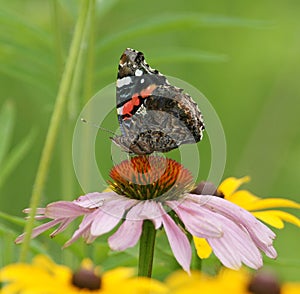 Butterfly and a Coneflower Snack