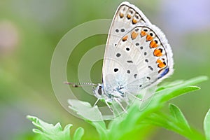 Butterfly copper-butterfly