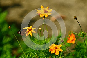 Butterfly and Cosmos