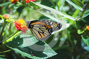Butterfly Costa Rica photo
