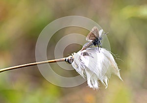 Butterfly on cottongrass photo