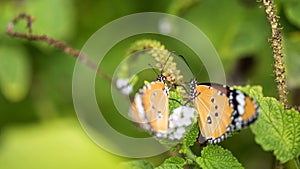 butterfly couple on flower carpel at spring
