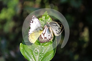 Butterfly couple mating in nature.beautiful stripped Pioneer White or Indian Caper White butterflies intercourse pairing in nature