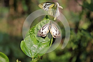 Butterfly couple mating in nature.beautiful stripped Pioneer White or Indian Caper White butterflies intercourse pairing in nature