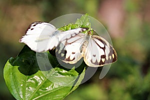 Butterfly couple mating in nature.beautiful stripped Pioneer White or Indian Caper White butterflies intercourse pairing in nature