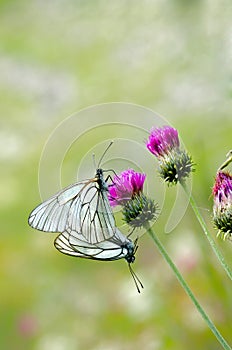 Butterfly coupling