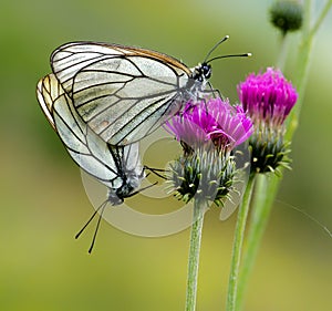 Butterfly coupling