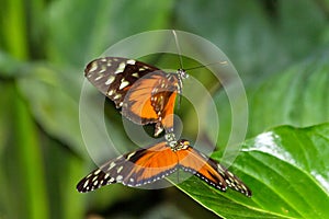 Butterfly Courtship