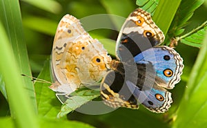 Butterfly Courtship