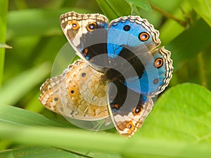 Butterfly Courtship