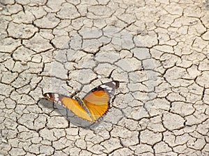 Butterfly on cracked earth, life and death