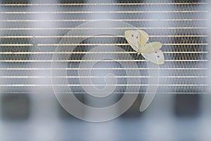 Butterfly crashed and stuck in grille of car radiator