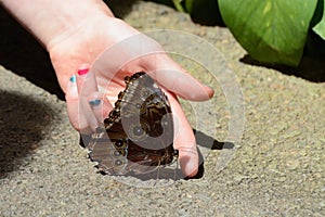 Butterfly crawling onto finger