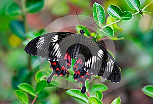 Butterfly Crimson Rose or Pachliopta hector on green leaves