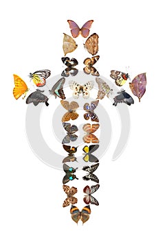 Butterfly cross