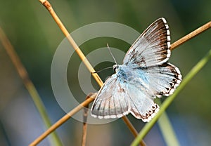 Butterfly on crossroad