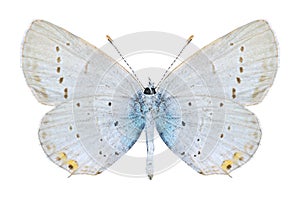 Butterfly Cupido argiades (male) (underside) photo