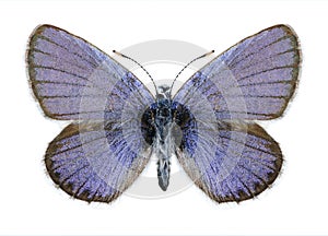 Butterfly Cupido decoloratus (female) photo