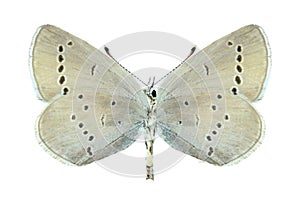 Butterfly Cupido minimus (female) (underside) photo