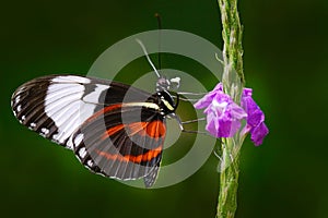 Butterfly Cydno Longwing, Heliconius cydno chioneus, in nature habitat. Nice insect from Costa Rica in the green forest. Butterfly