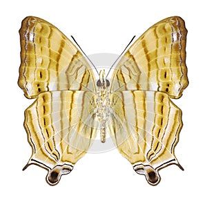 Butterfly Cyrestis thyonneus underside