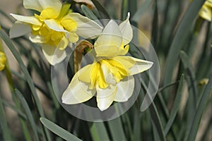 Butterfly Daffodil Smiling Twin