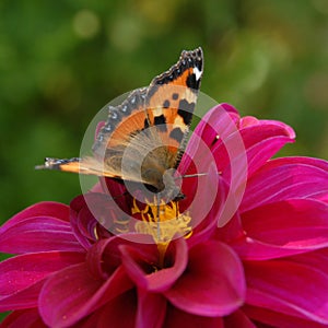 Butterfly on dahlia flower