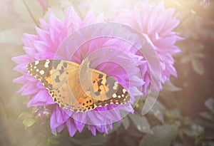 Butterfly on Dahlia flower