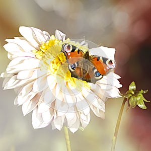 Peacock butterfly, dahlia flower