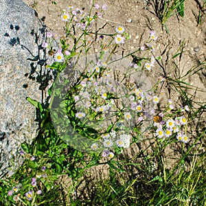 Butterfly and daisies at duck mountain provincial park, Manitoba, canada