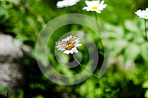 Butterfly and daisies at duck mountain provincial park, Manitoba, canada