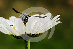 Butterfly in daisy.