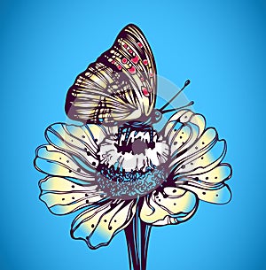 Butterfly on a daisy