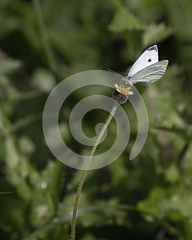 Butterfly Daisy