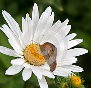 Butterfly on a Daisy