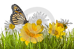 Butterfly on Daisy flower